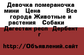 Девочка помераночка мини › Цена ­ 50 000 - Все города Животные и растения » Собаки   . Дагестан респ.,Дербент г.